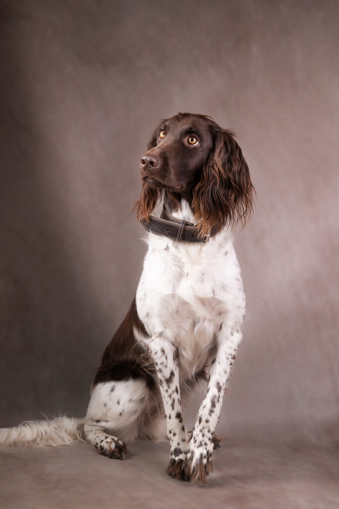 Ein Kleiner Münsterländer sitzt im Studio und blickt zur Seite