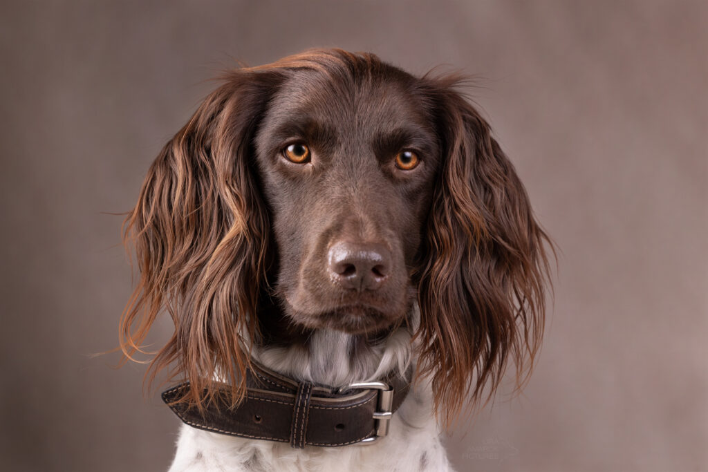 Kleiner Münsterländer Portrait