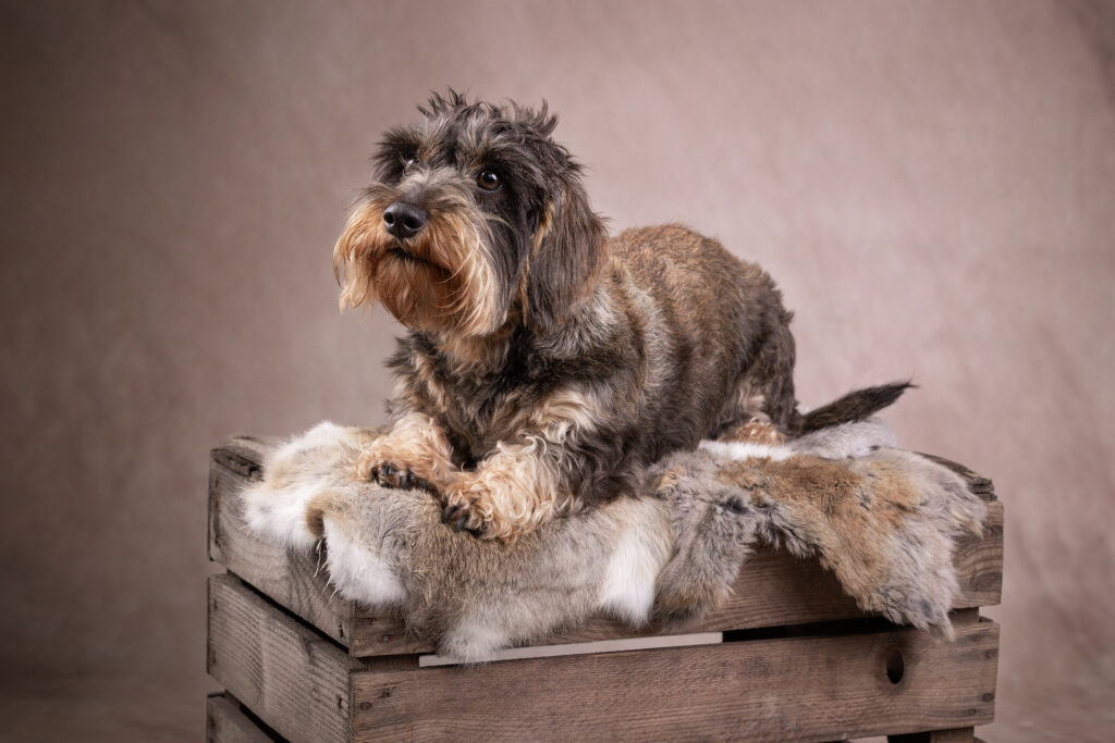 Ein Rauhaardackel liegt auf einer Kiste mit Hasenfell