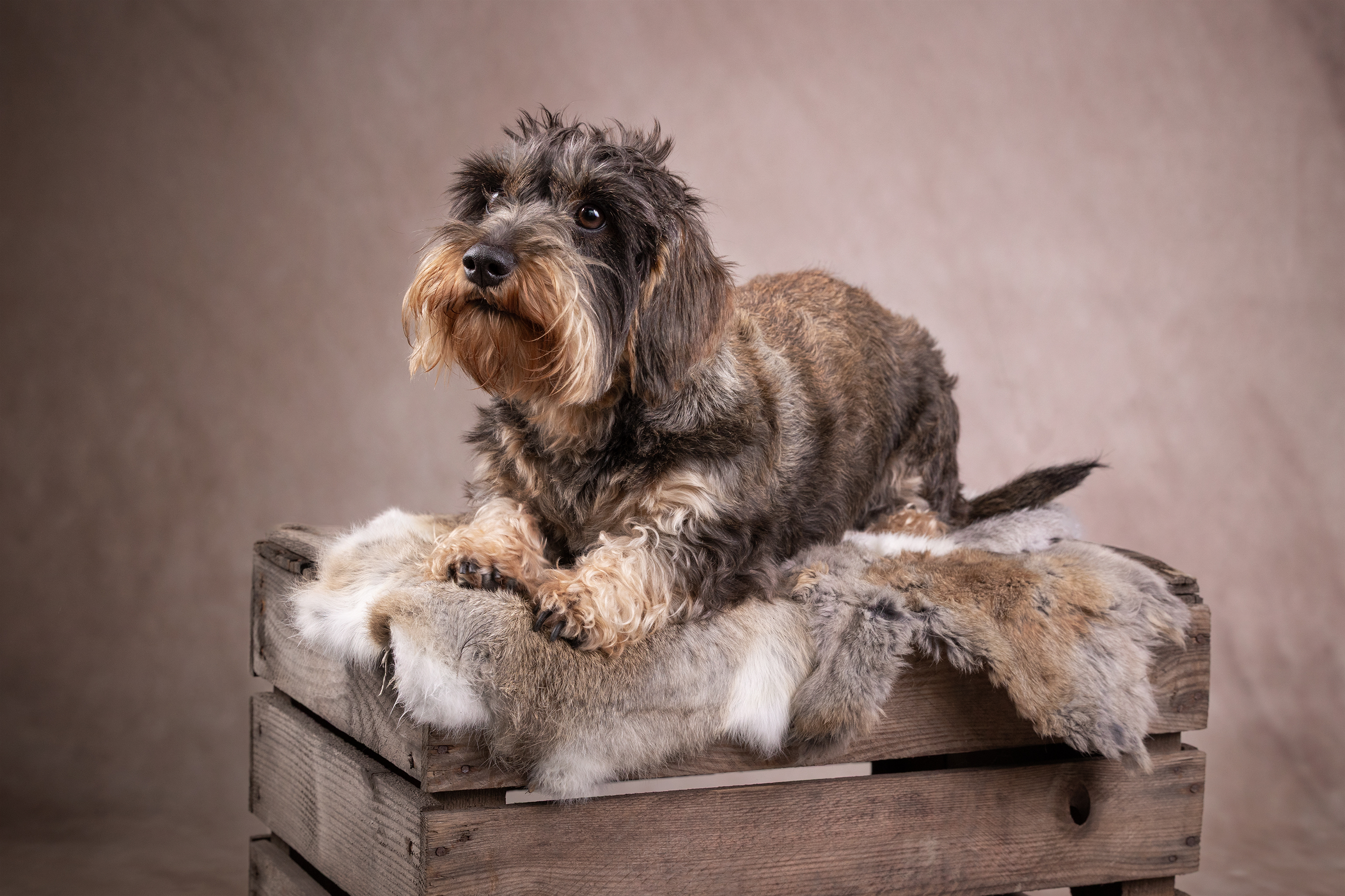 Ein Rauhaardackel liegt auf einer Kiste mit Hasenfell