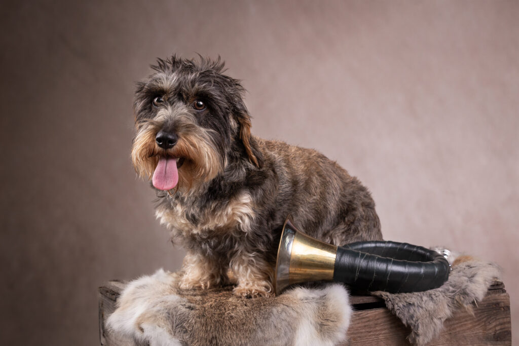 Ein Rauhaarteckel mit Jagdhorn auf einer Kiste mit Fell