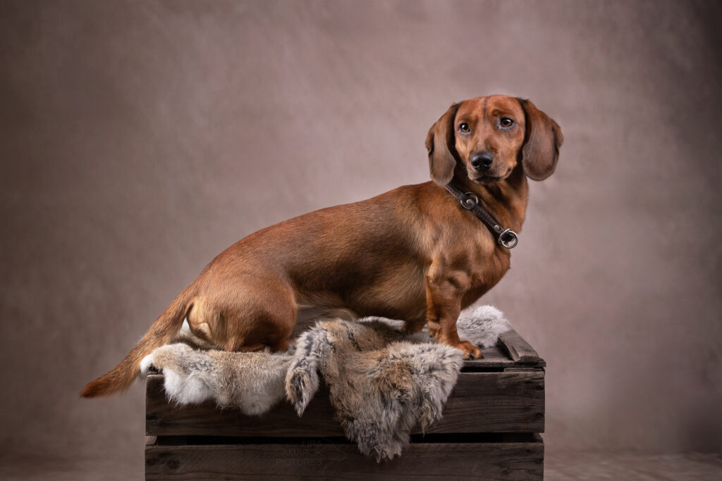 Ein Kurzhaarteckel sitzt auf einer Fellbelegten Kiste