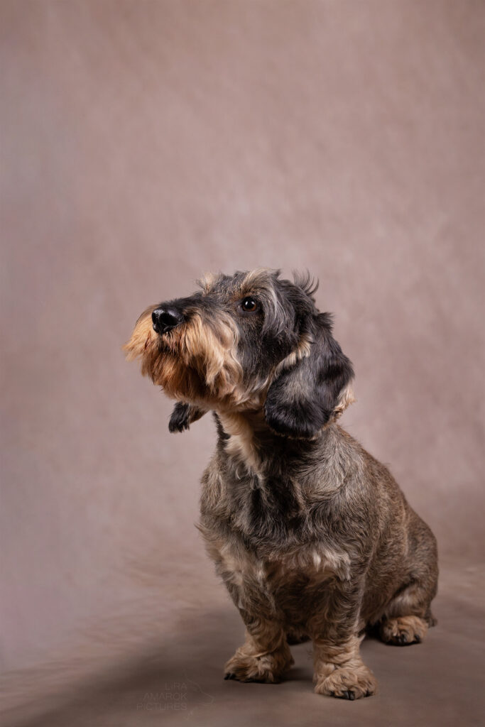 Ein Rauhaarteckel sitzt im Studio und blickt nach oben