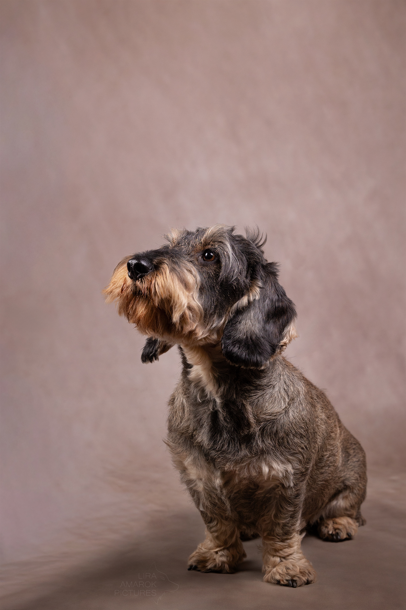 Ein Rauhaarteckel sitzt im Studio und blickt nach oben