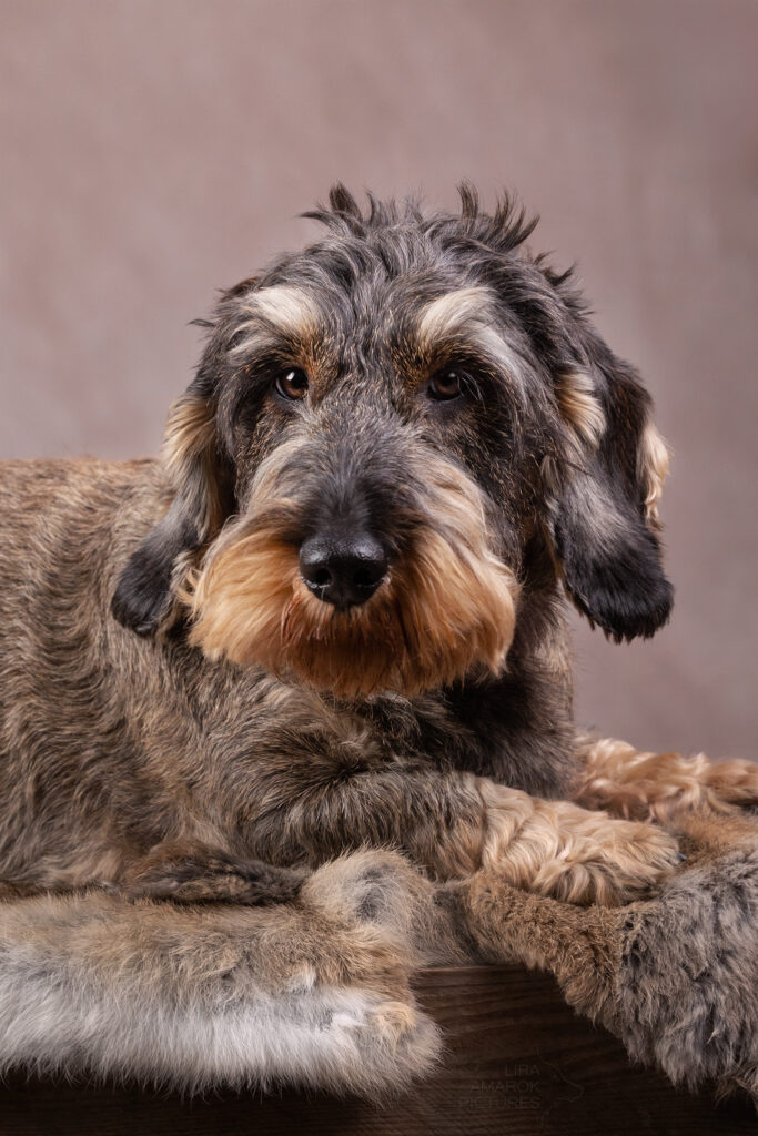 Portrait eines Rauhaardackels