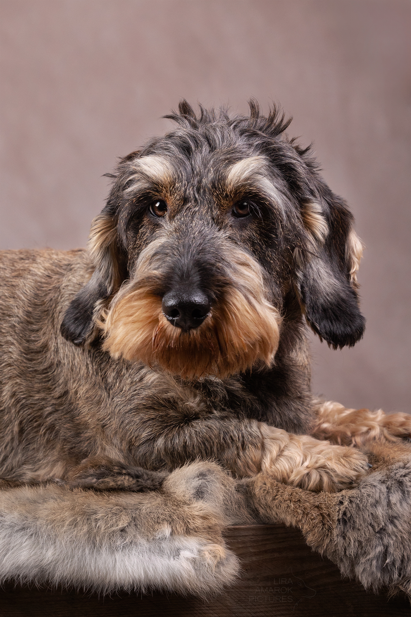 Portrait eines Rauhaardackels