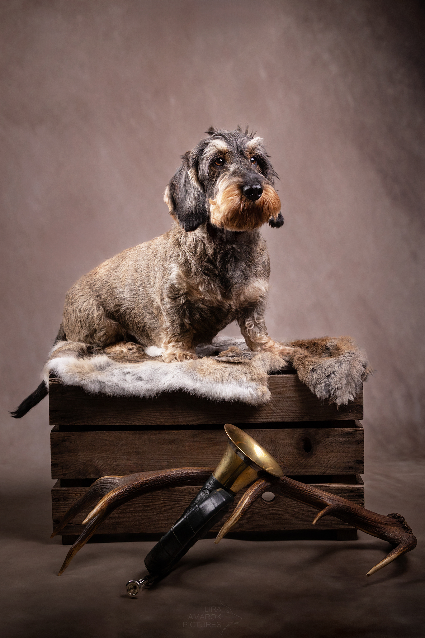 Ein Rauhaarteckel sitzt auf einer Kiste mit Kaninchenfell, davor ist ein Rotwildgeweih und ein Jagdhorn