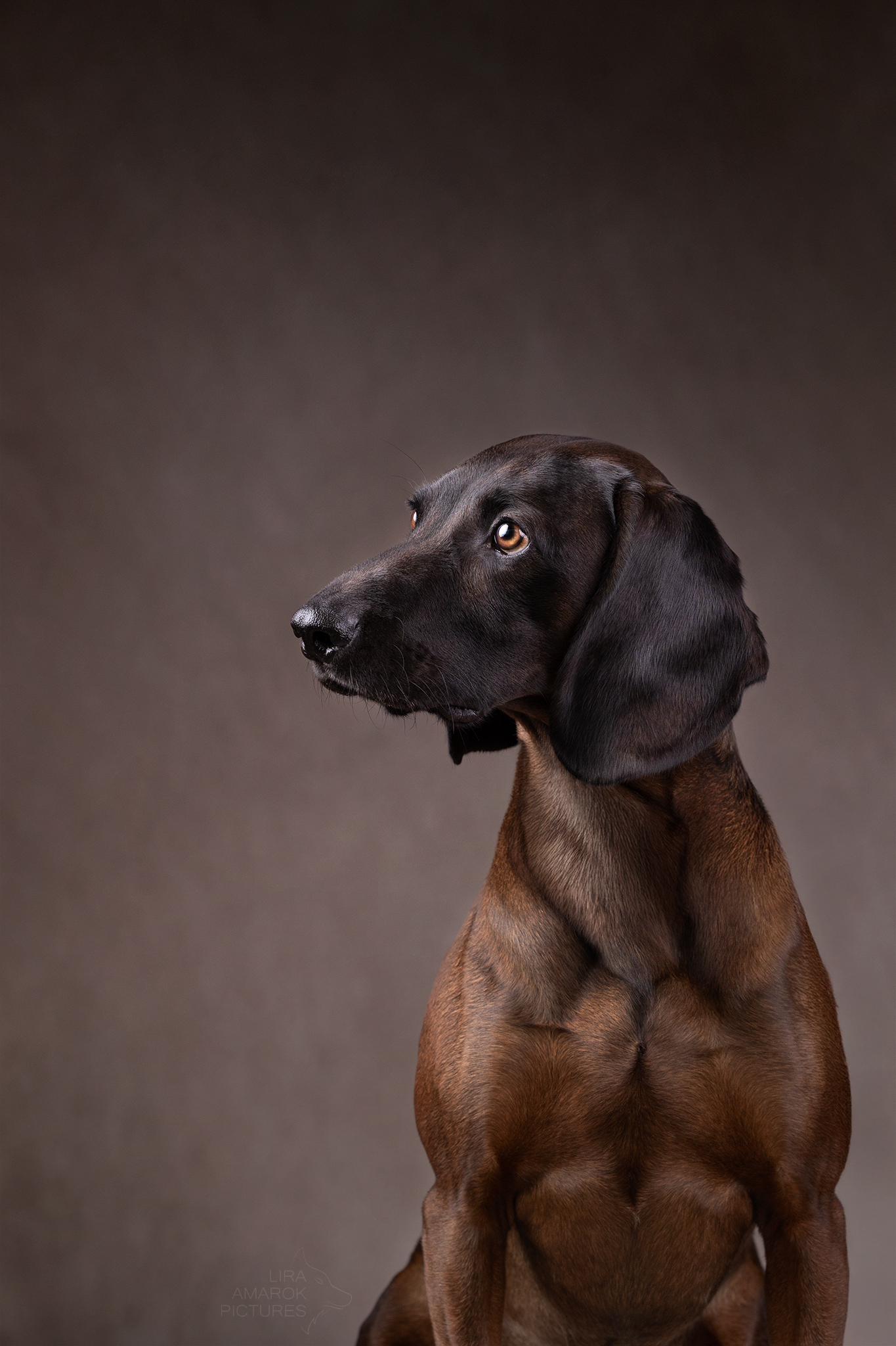 Portrait eines BGS im Studio