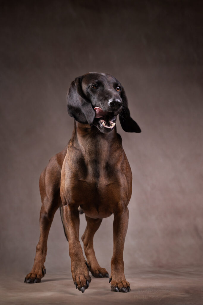 Ein bayerischer Gebirgsschweißhund am gehen im Studio