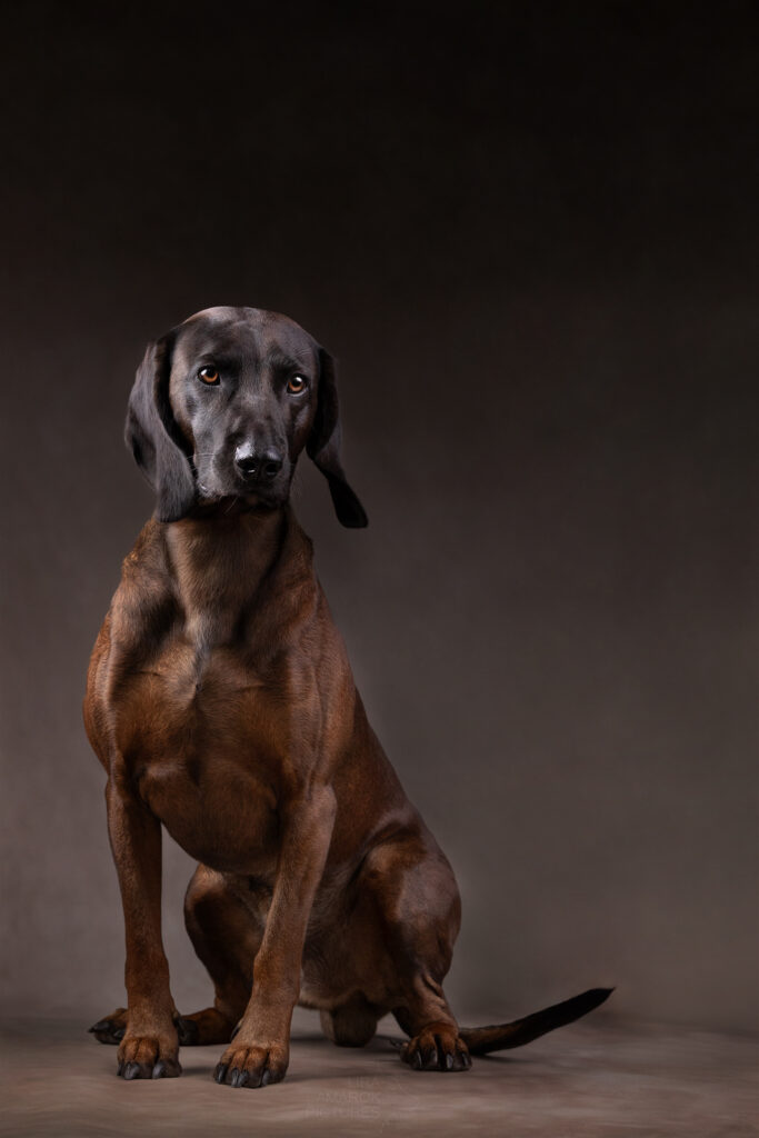 Ein sitzender Bayerischer Gebirgsschweißhund im Fotostudio