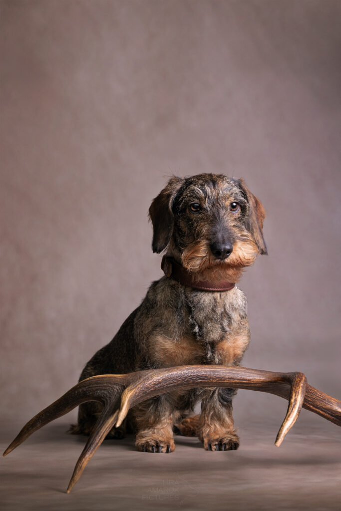 Ein sitzender Rauhaardackel mit Rotwildgeweih