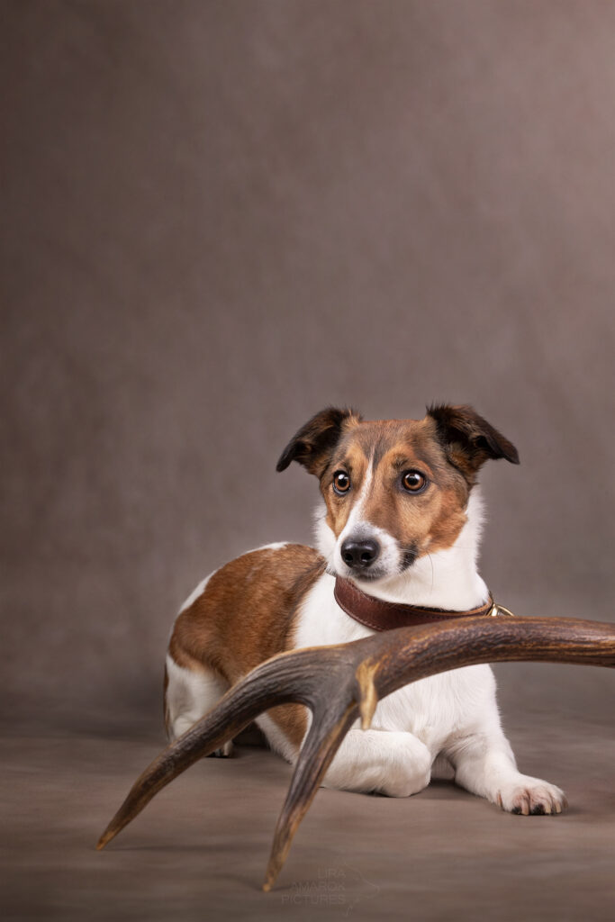 Ein liegender Jack Russel Terrier vor einer Rotwildstange