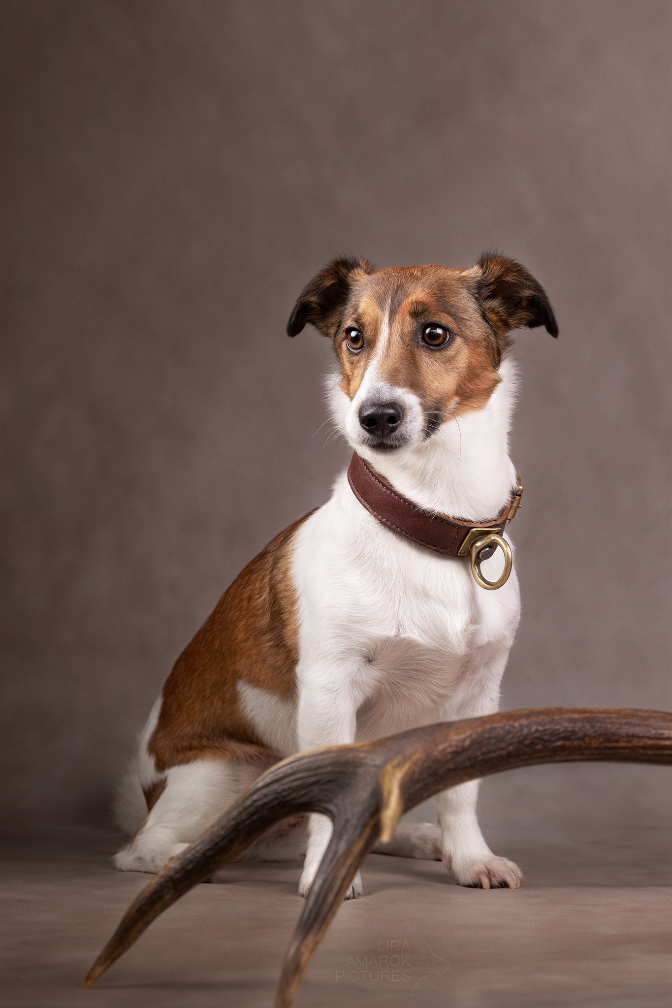 Sitzender Jack Russel Terrier vor einer Rothirschstange