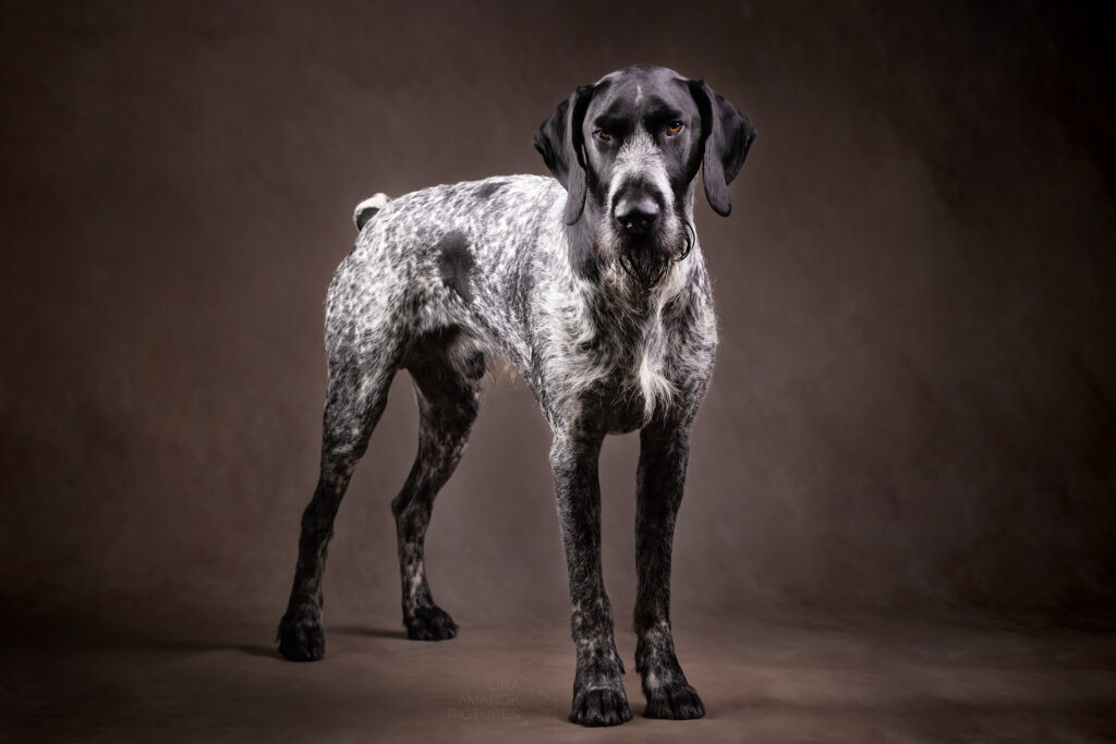 Ein stehender Deutsch Drahthaar