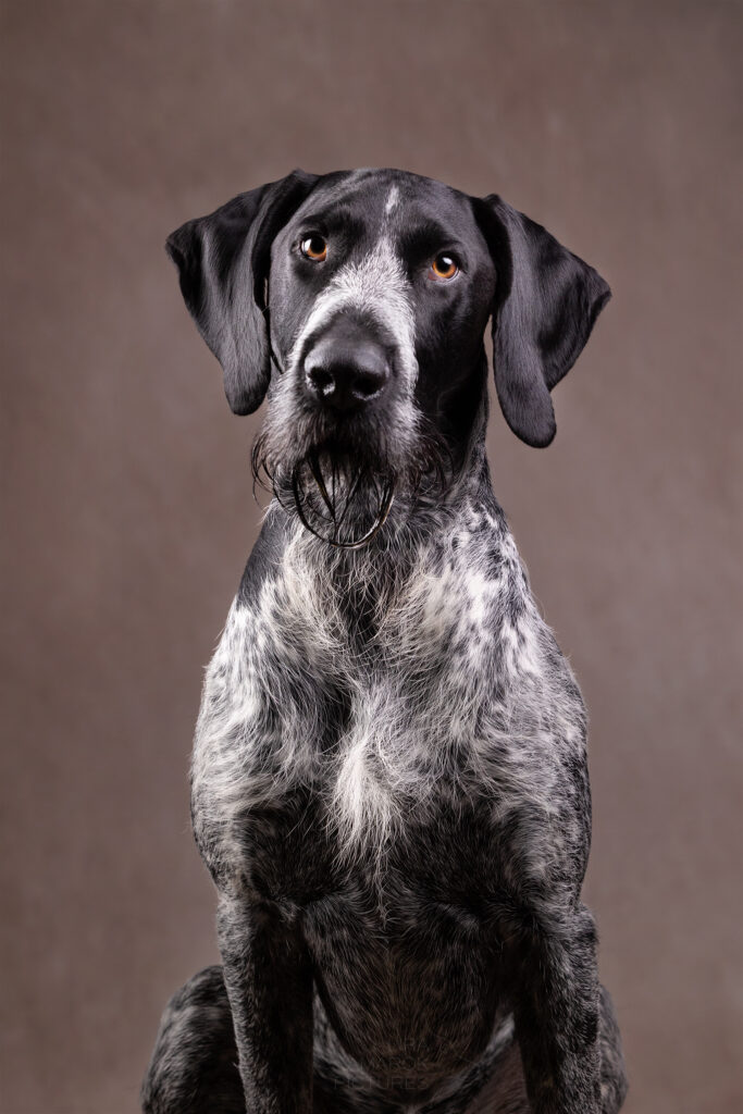 Portrait eines frontal sitzenden DD Rüdens