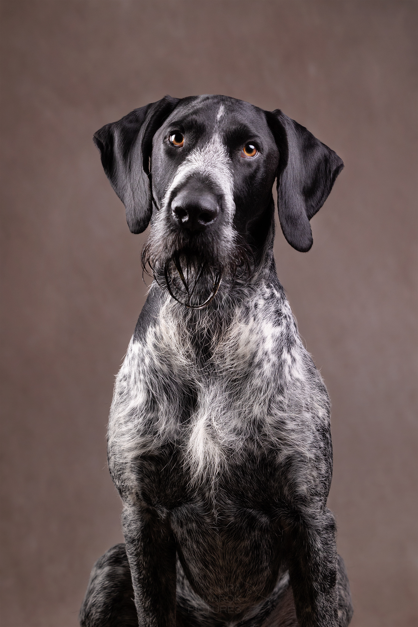 Portrait eines frontal sitzenden DD Rüdens