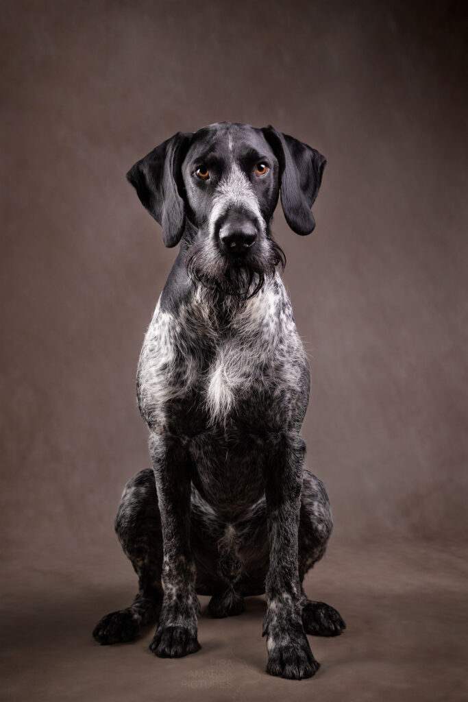 Ein frontal sitzender Deutsch Drahthaar im Studio