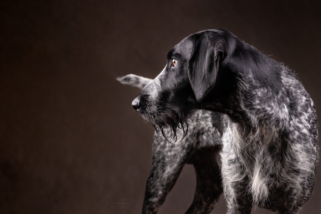 Ein Drahthaar der zur Seite blickt