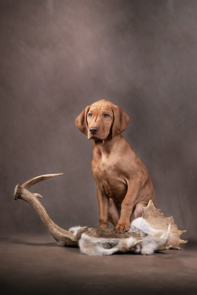 Ein ungarischer Vorstehhund Welpe im Studio mit einer Damhirschschaufel