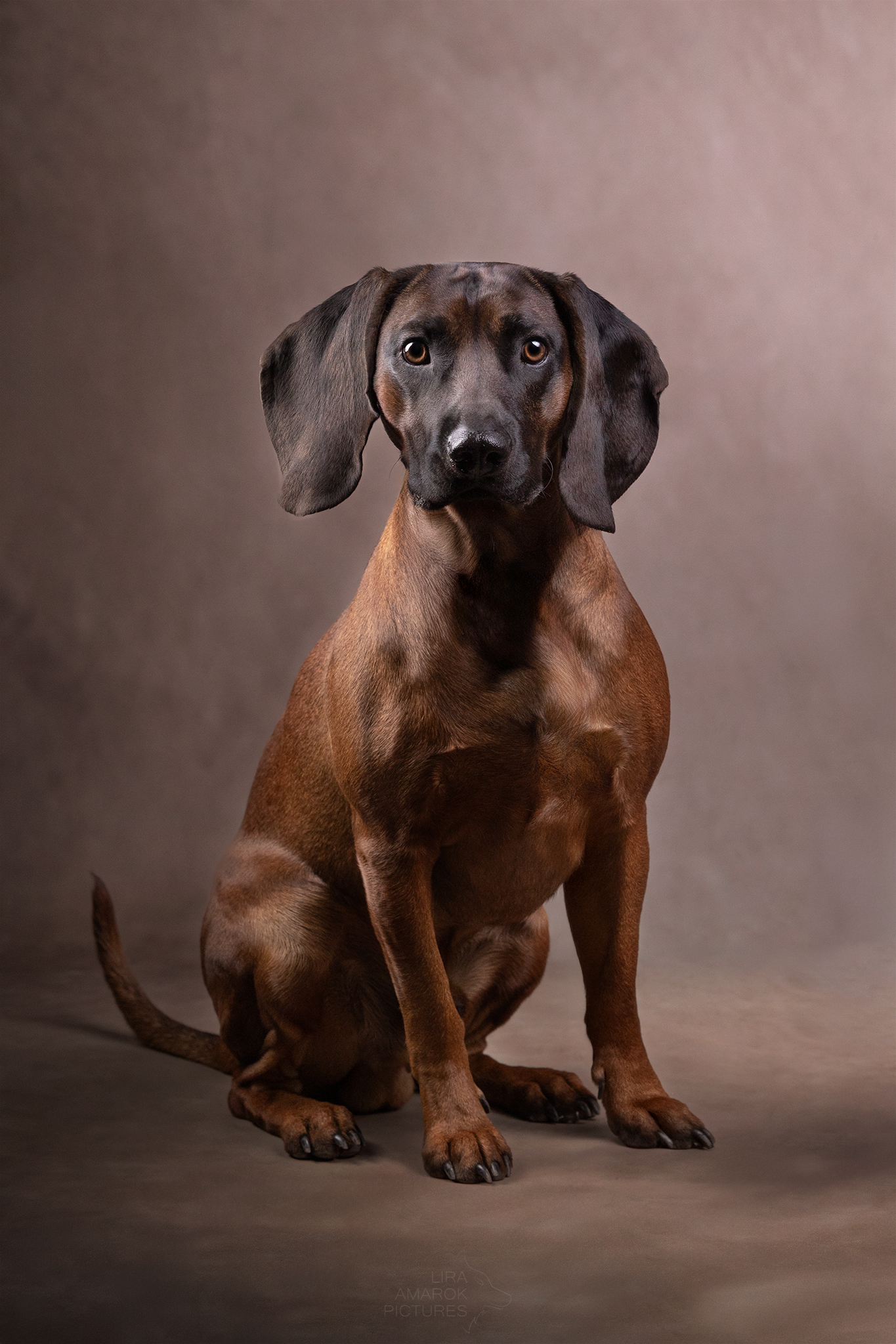 Ein Bayerischer Gebirgsschweißhund im Studio sitzend