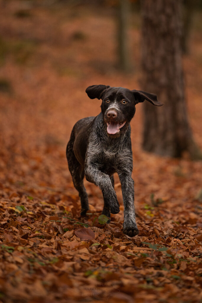 rennender Deutsch Drahthaar