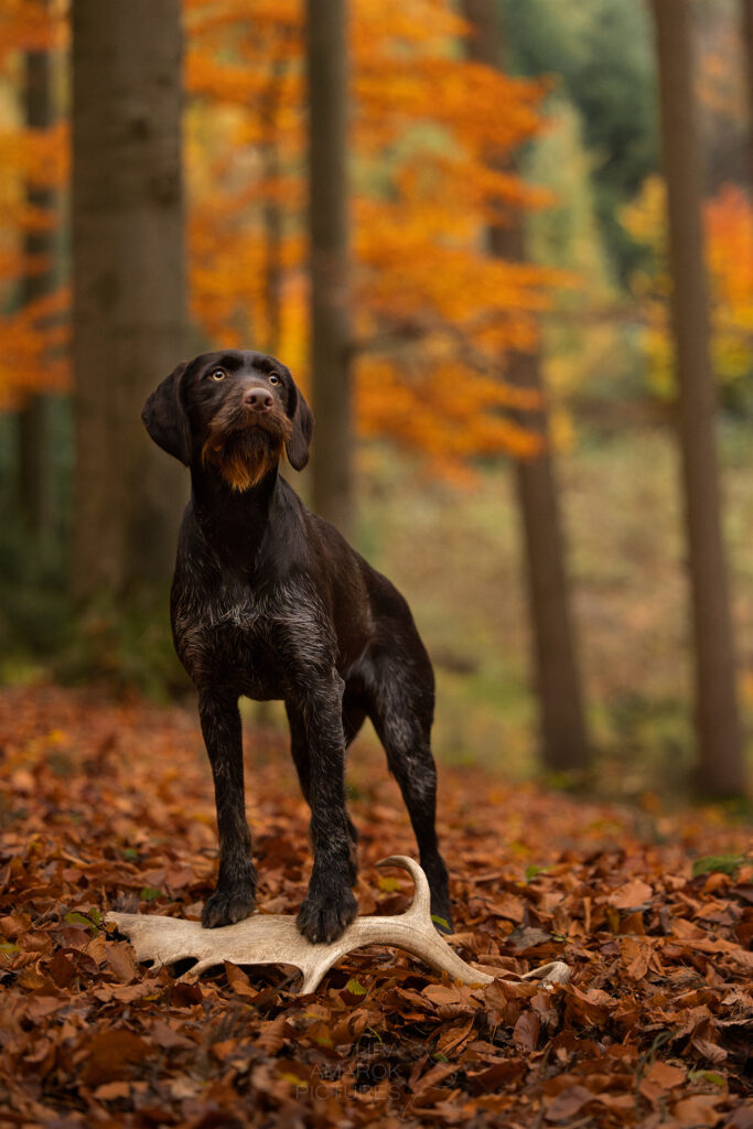 Ein Deutsch Drahthaar steht im Herbstwald auf einer Damhirschschaufel