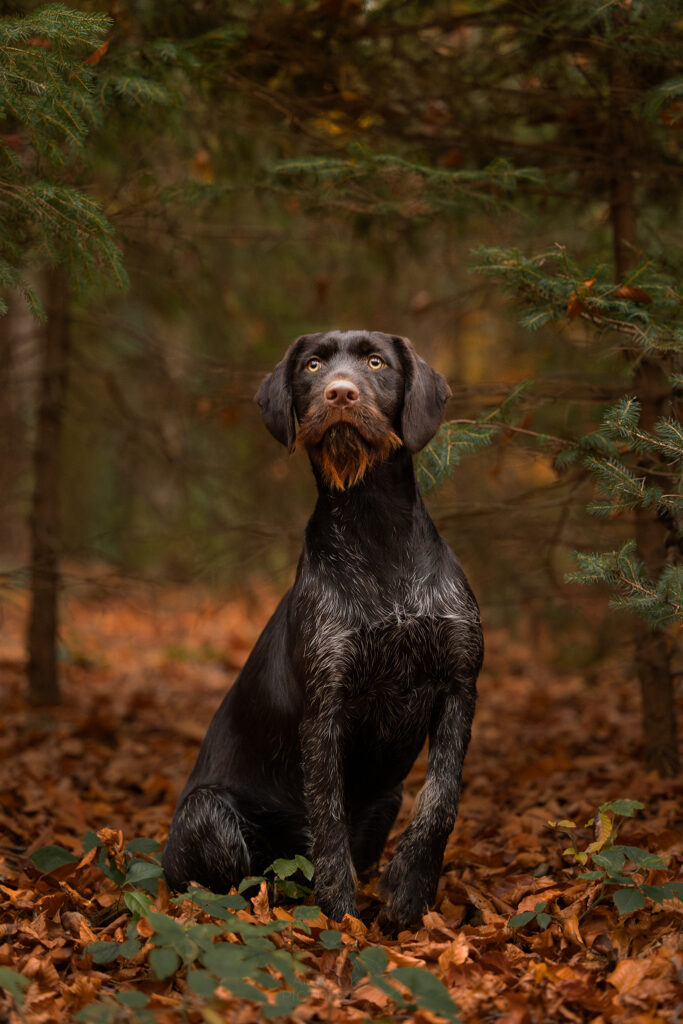 sitzender Deutsch Drahthaar zwischen Fichten