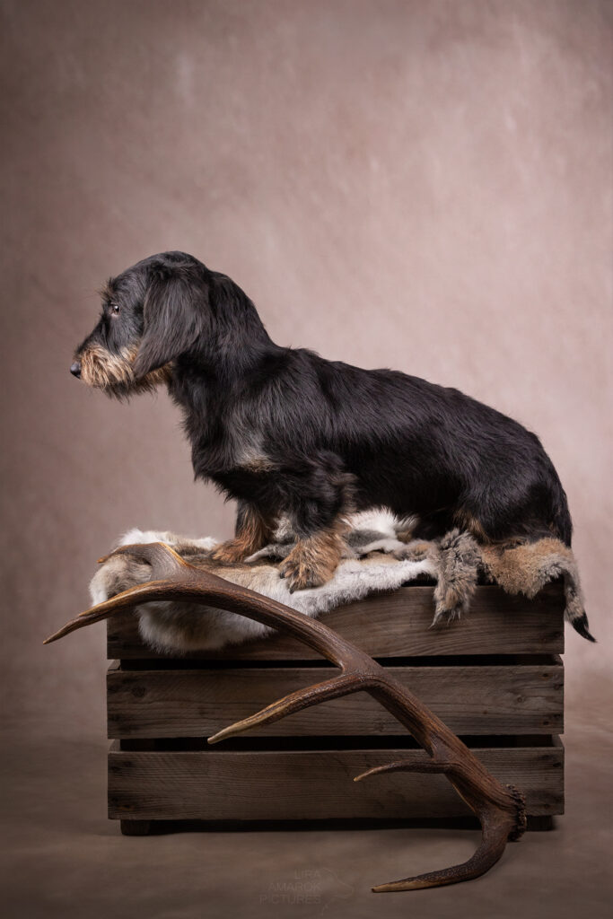 Ein Rauhaardackel sitzt auf einer Kiste