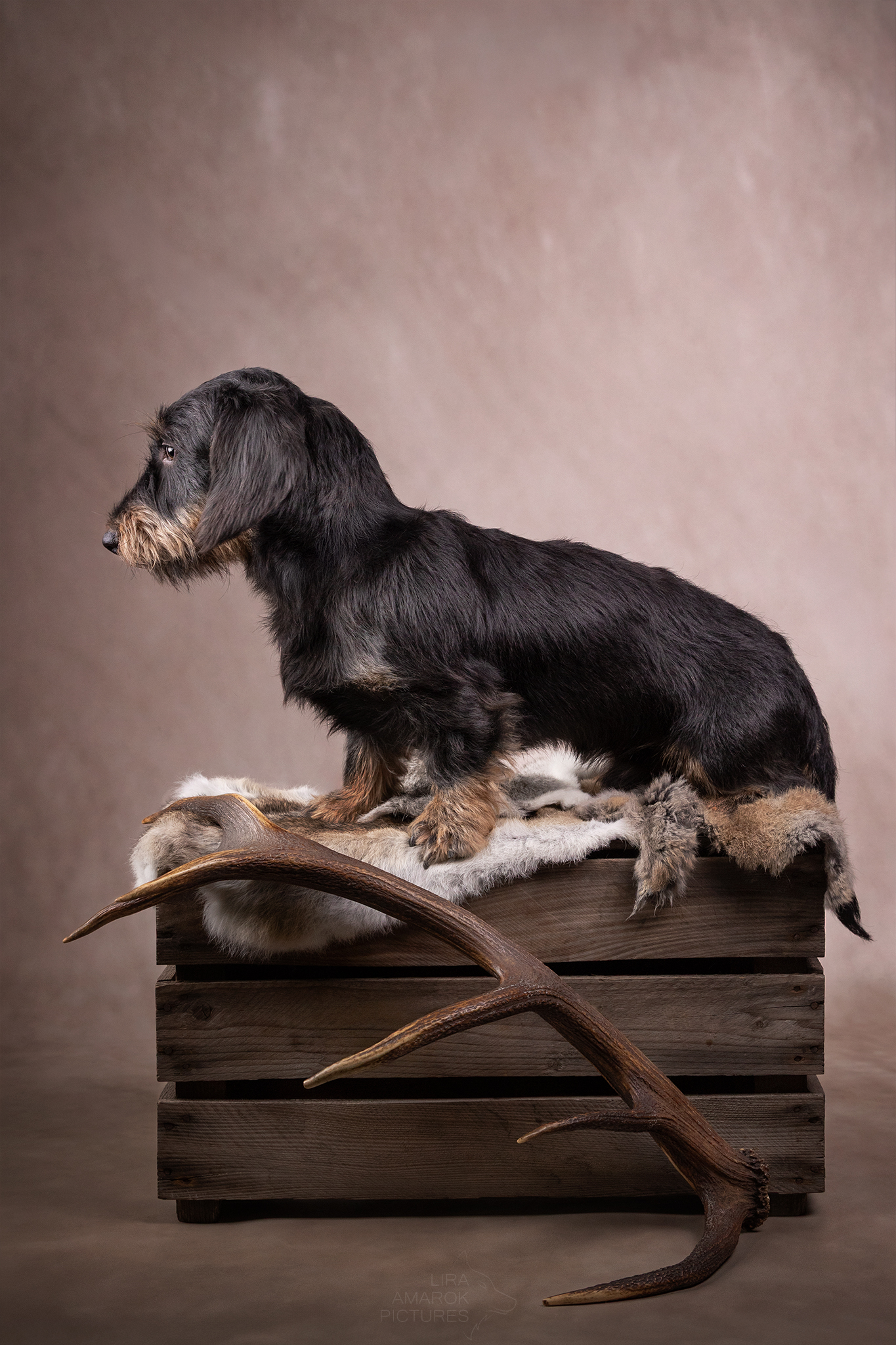 Ein Rauhaardackel sitzt auf einer Kiste