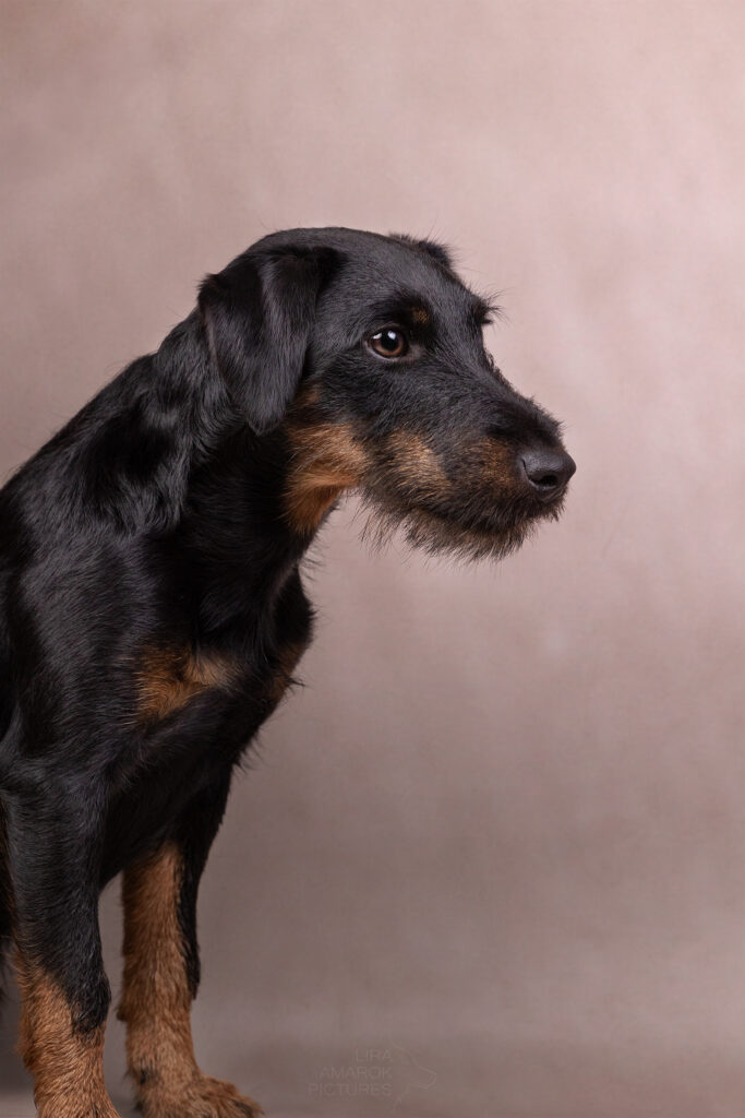 Portrait eines Deutschen Jagdterrier