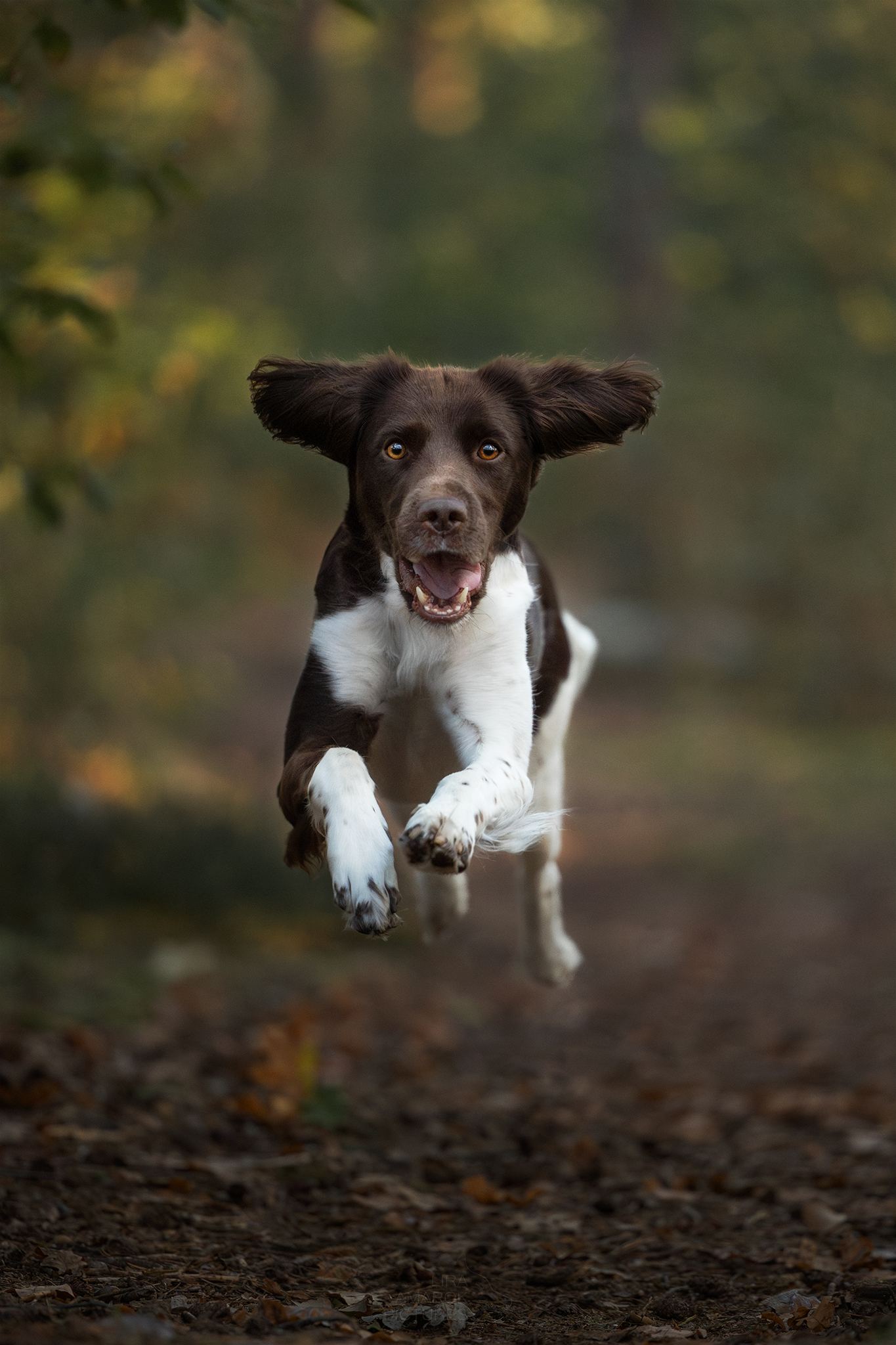 Ein kleiner Münsterländer im Sprung