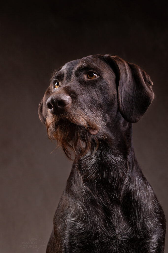 Ein Braunschimmel Deutsch Drahthaar im Portrait