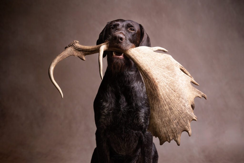 Ein Deutsch Drahthaar apportiert eine Damwildschaufel