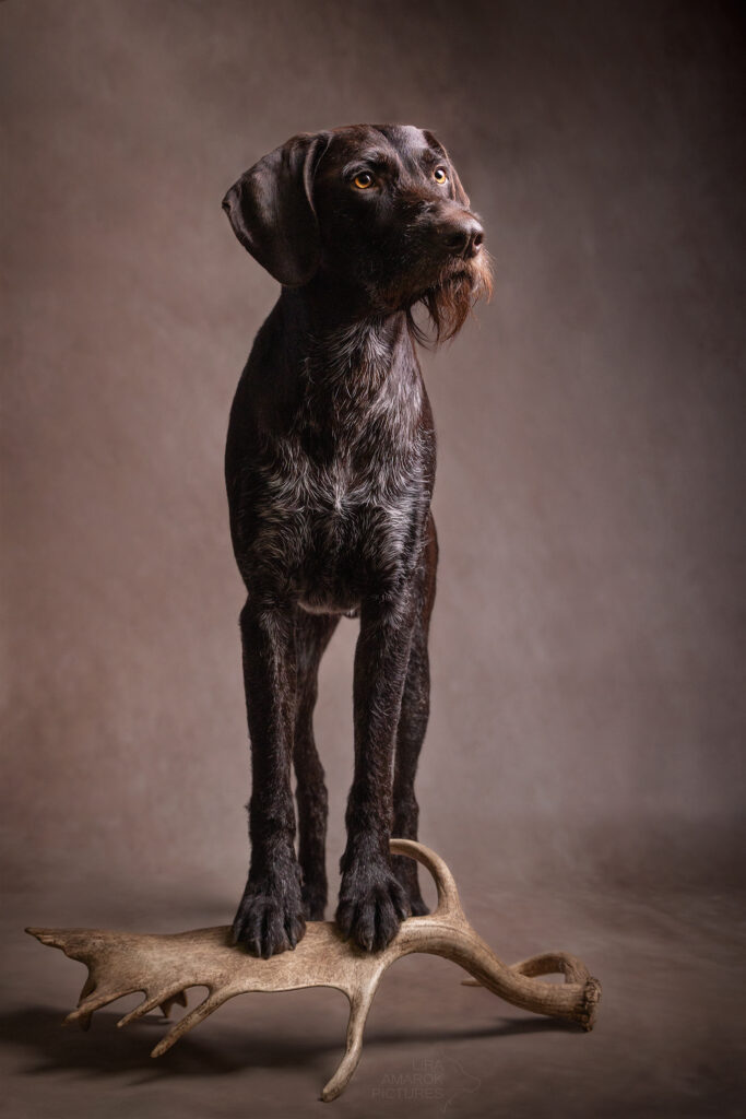 Ein DD Rüde steht auf einer Damwildschaufel im Studio
