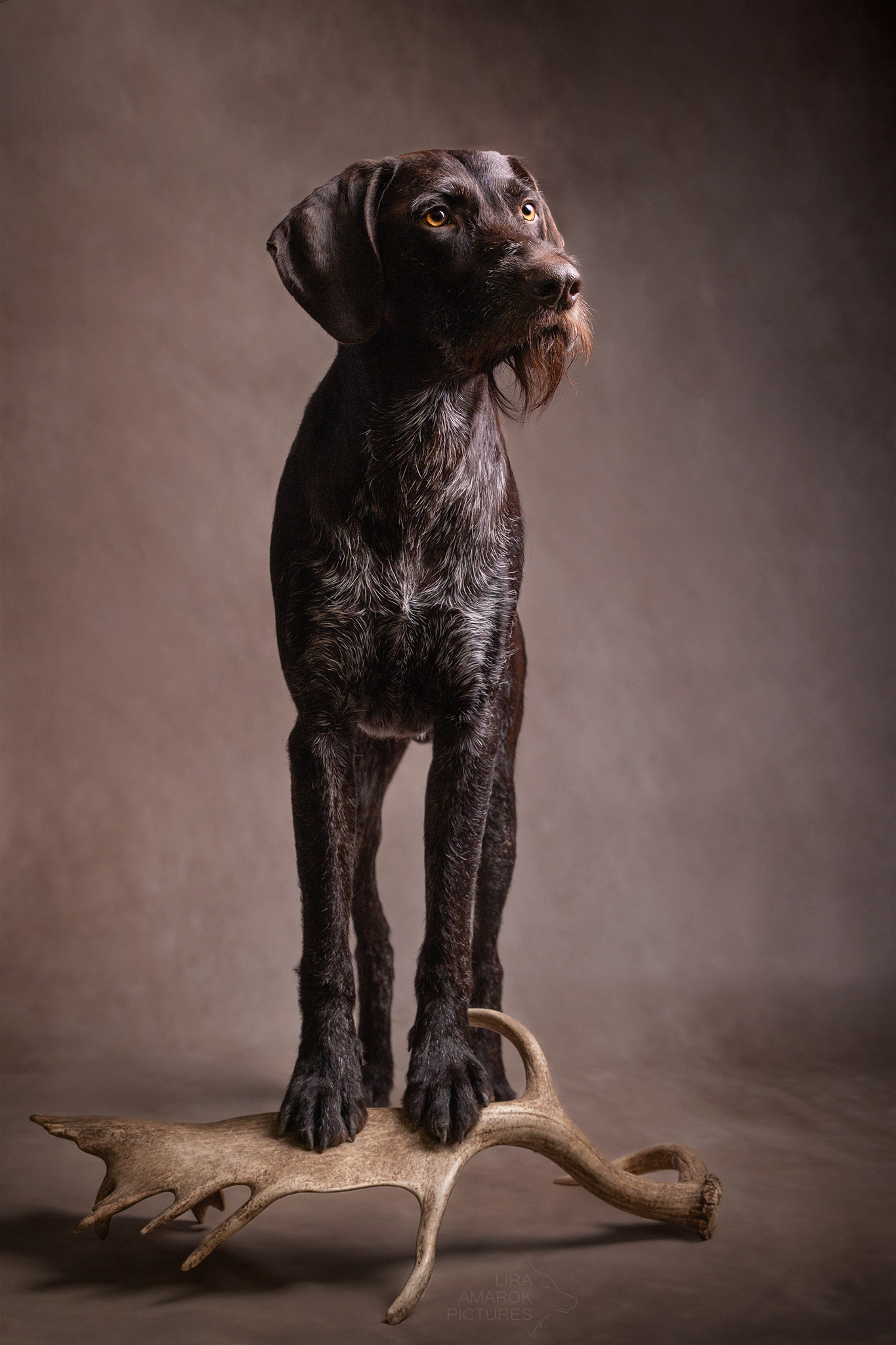 Ein DD Rüde steht auf einer Damwildschaufel im Studio