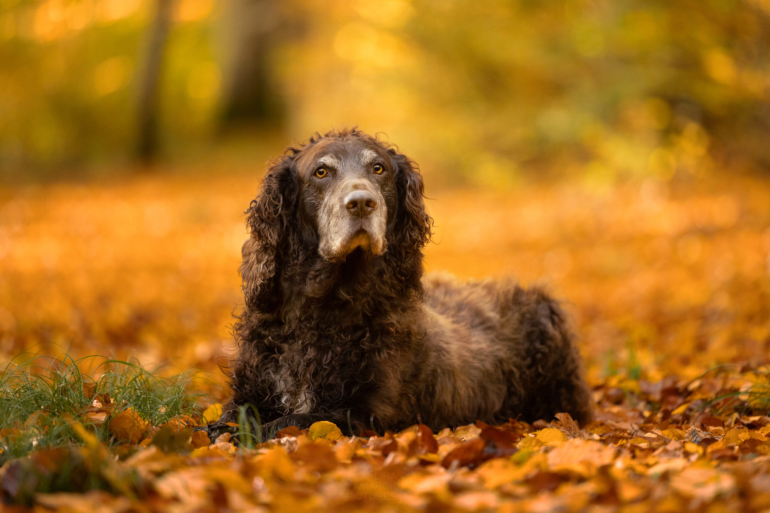 liegender Deutscher Wachtelhundrüde