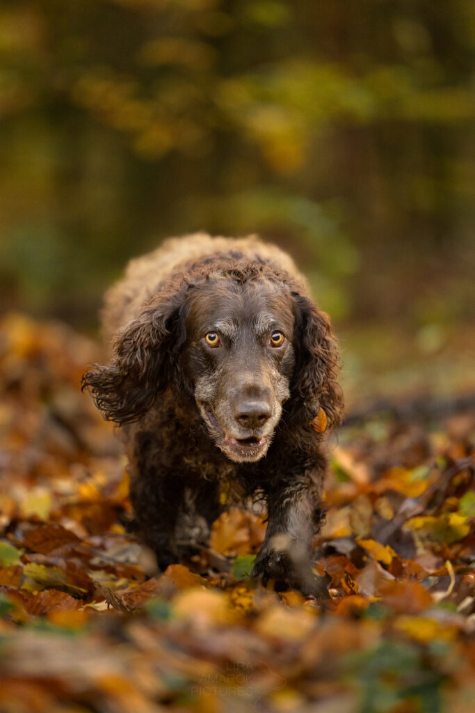 Ein laufender Wachtel im Herbstwald