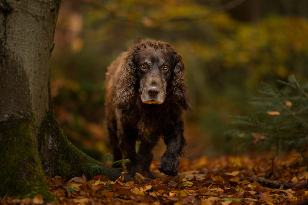 Deutscher Wachtelhund läuft durch den Wald