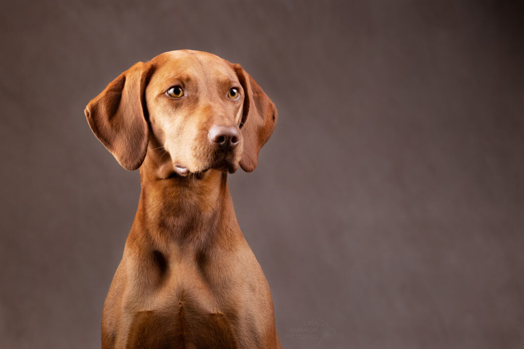 Portrait eines Magyar Vizsla im Studio
