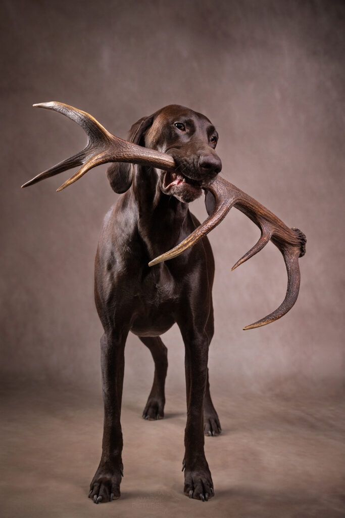 Deutsch Kurzhaar der eine Rotwildstange apportiert