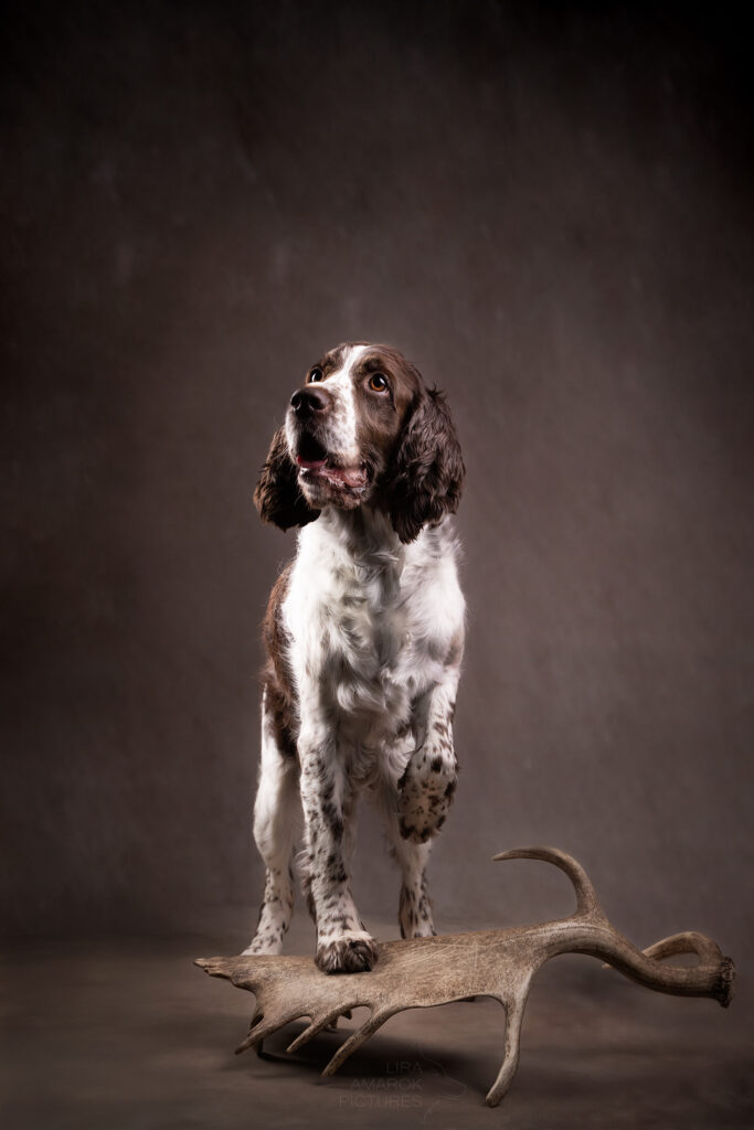 Ein English Springer Spaniel steht auf einer Damhirschschaufel
