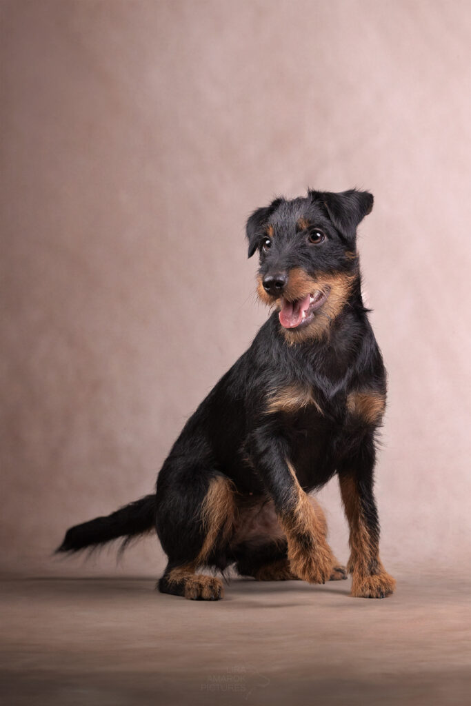 Ein Deutscher Jagdterrier im Studio