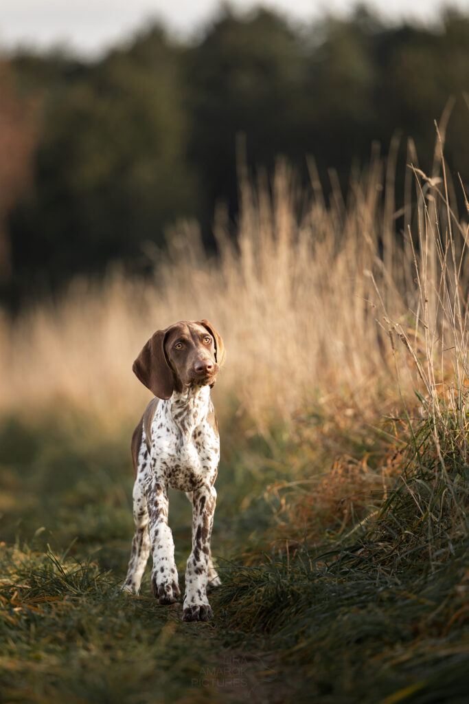 Ein Deutsch Kurzhaar Welpe in einer Wiese, seitlich stehen hohe, verwelkte Gräser