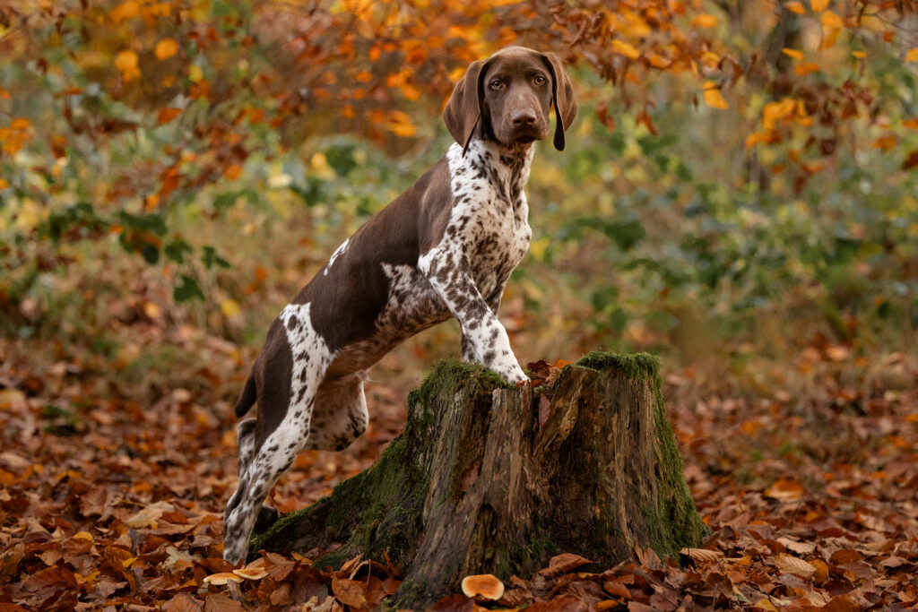 Ein Deutsch Kurzhaar Welpe steht mit den Vorderbeinen auf einem Baumstamm im Herbstwald und schaut in die Kamera