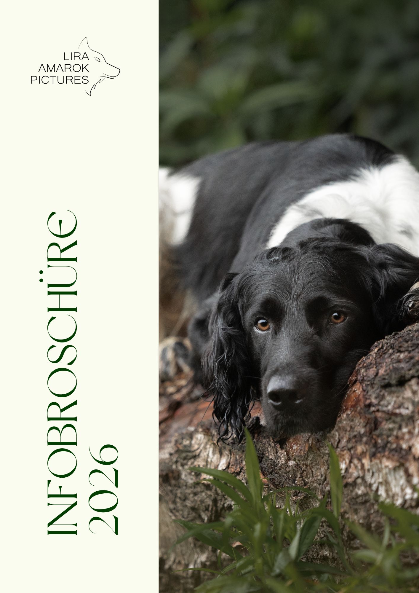 Titelblatt der Infobroschüre 2026 mit einem Bild eines großen Münsterländers auf einem Baumstamm liegend