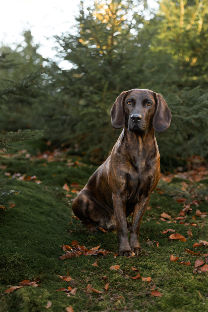 Ein Hannoverscher Schweißhund sitzt in einem Mooswald