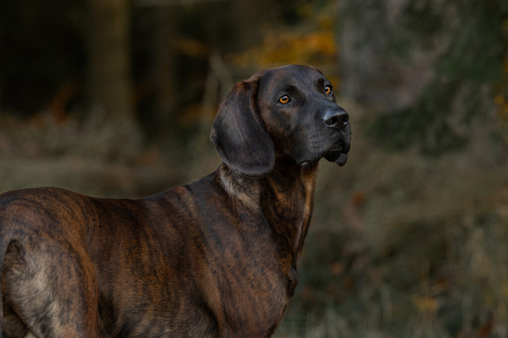 Ein Hannoverscher Schweißhund im Portrait