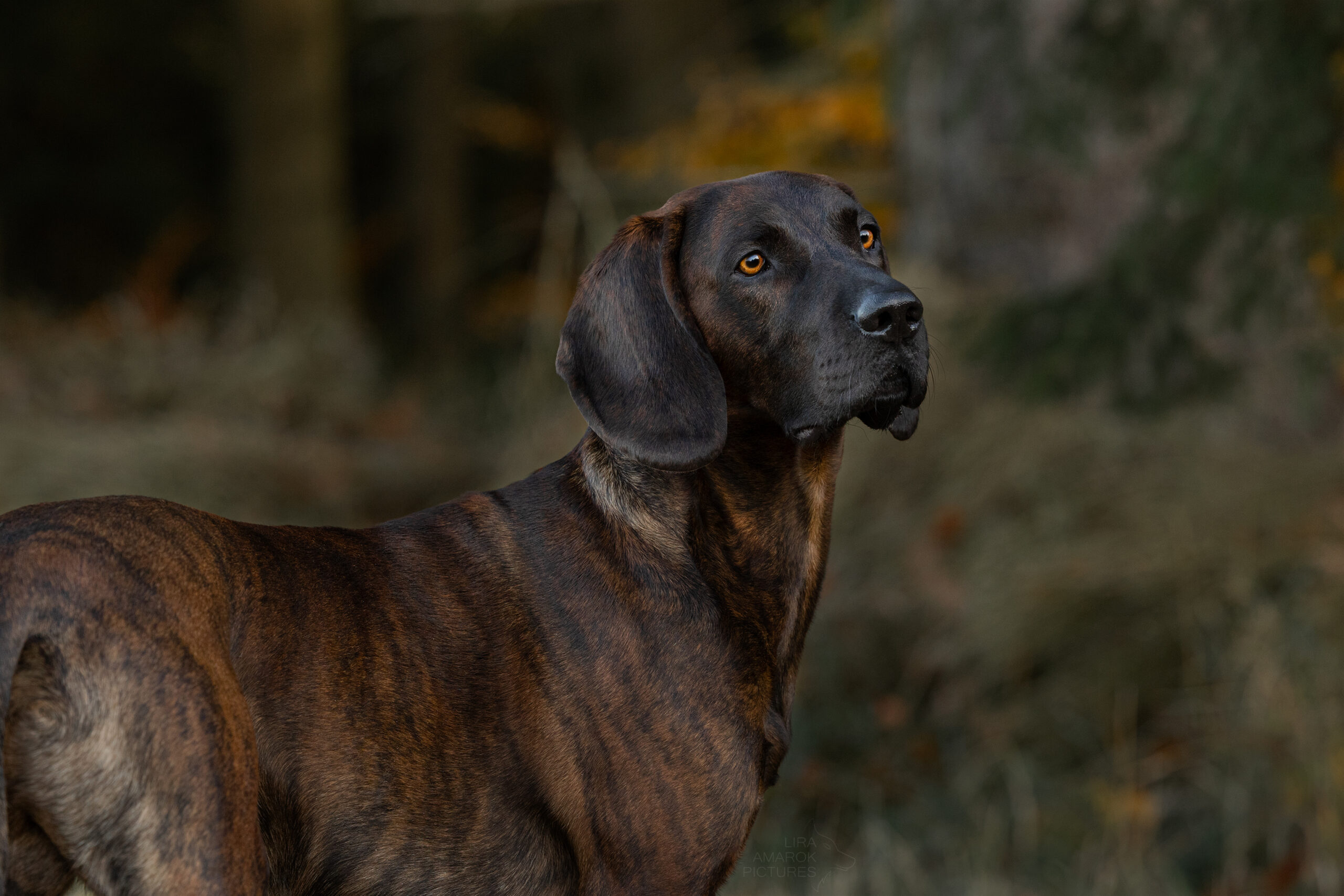 Ein Hannoverscher Schweißhund im Portrait
