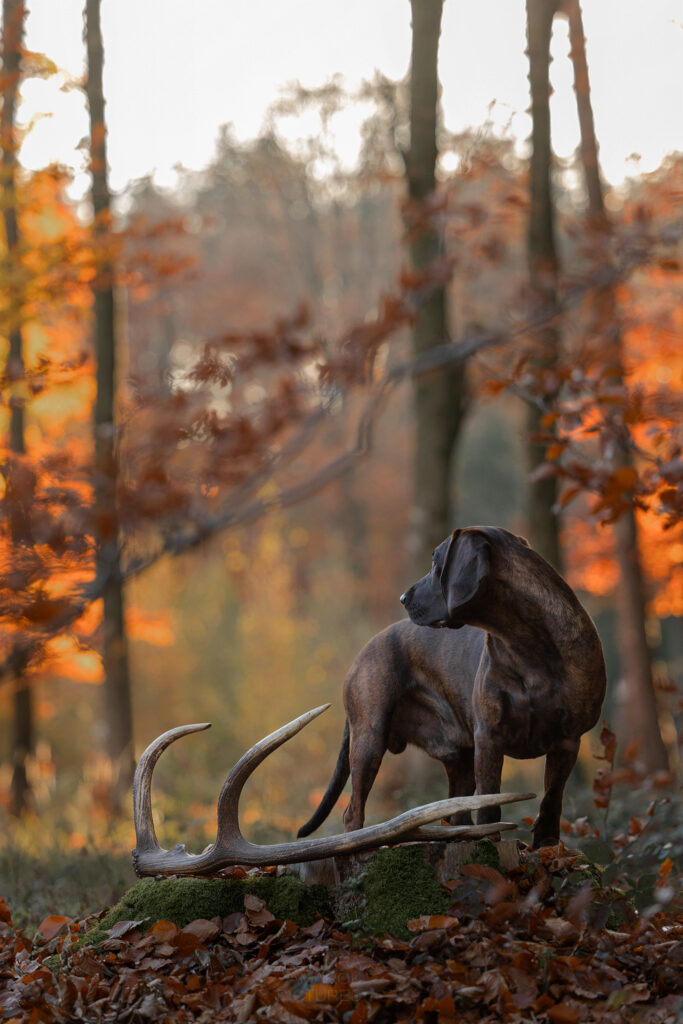 Ein Schweißhund mit Rotwildgeweih steht in einem Wald bei Abendrot