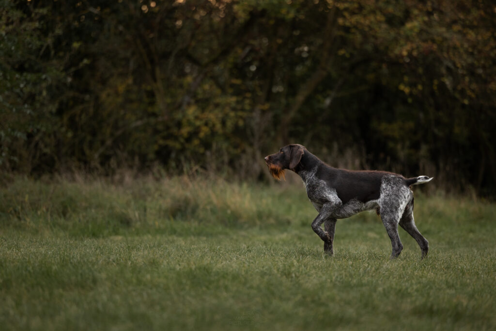 Ein Deutsch Drahthaar Rüde beim vorstehen im Feld